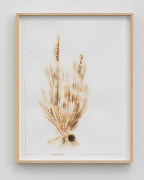 Alana Bartol, June Grass, Forgetting Fields I, 2021