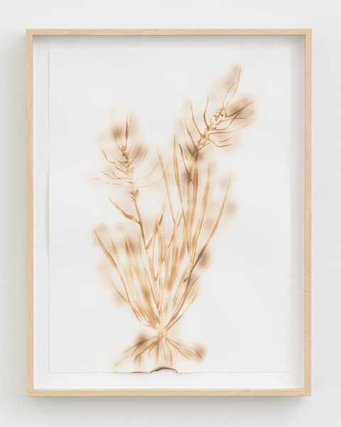 Alana Bartol, Needle-and-thread Grass, Forgetting Fields I, 2021