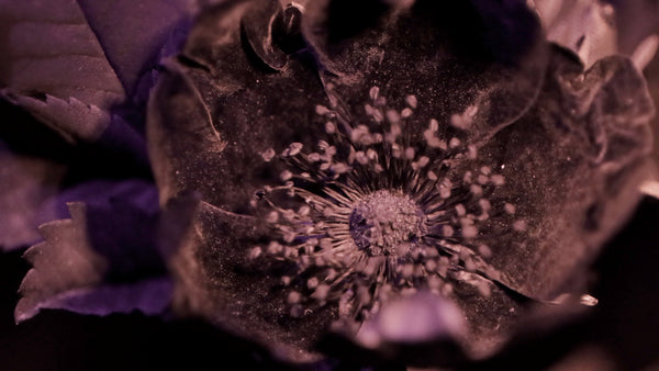 Alana Bartol & Bryce Krynski, all roses sleep (inviolate light), 2022, VIDEO